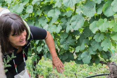 Moderierte Weinwanderung „Weinberge im Verborgenen“ – 4 h