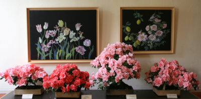 XIX. Azaleenschau im Landschloß