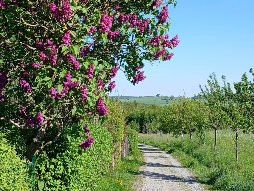 Frühling in Stolpen
