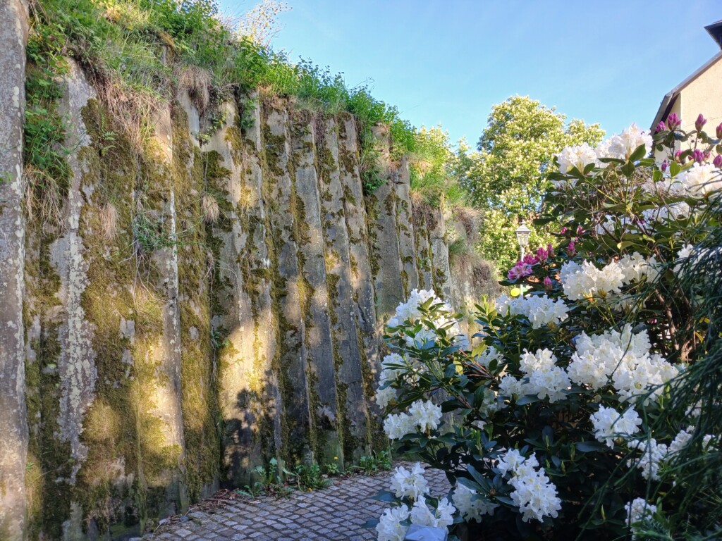 Basalt und Blumen Stolpner Burg